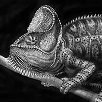Tim Jeffs - Detailed Animal Drawings Using Only Ink