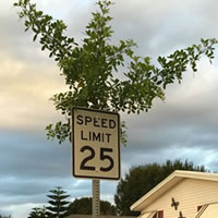 Swingguitars - This Tree Grew Through a Speed Limit Sign