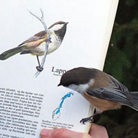 Bird Lands on Page About Itself